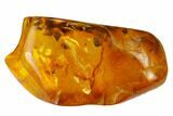 Fossil Fly (Diptera) And Wasp (Hymenoptera) In Baltic Amber #135076-1
